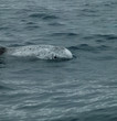 risso´s dolphins - grampus griseus in azores islands