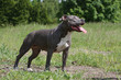 american staffordshire terrier adulte debout de profil content