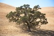 Oak Tree