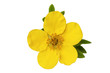 Monrovia potentilla