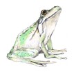 Frog Illustration