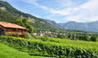 vignoble de Jenins