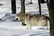 Gray Wolf