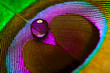 feathers
