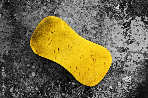 Photo: Yellow sponge Yellow sponge