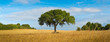 arbre centré sur un champs de blé - écologie