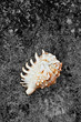 Sea shell
