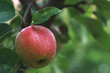 Apfel am Baum