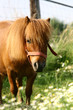 Shetty schaut aufmerksam