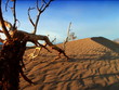 Images of a Desert Landscape