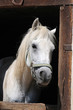 Foto: Schimmel Schimmel