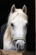Pferd im Stall