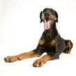 Dobermann Dobermann