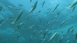 Fish Fish