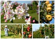 Verger du printemps à l'automne