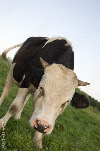 Foto: Young bull Young bull