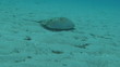Crab: Horseshoe Underwater Crab: Horseshoe Underwater