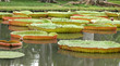 bassin de plantes aquatiques, nénuphar victoria amazonica bassin de plantes aquatiques, nénuphar victoria amazonica