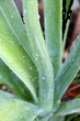 agave
