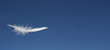 White feather with blue sky White feather with blue sky