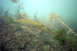 Pike in the lake