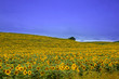 Sonnenblumenfeld