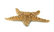 A five-arm starfish on  white backrground