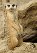 Meerkat looking at camera
