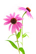 Echinacea purpurea plant