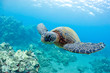 cute sea turtle
