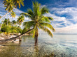 palm trees and sea
