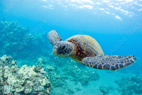 Photo: cute sea turtle cute sea turtle