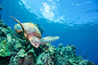 happy turtle