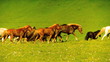 Herd Of Wild Horses