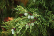 green pine berries