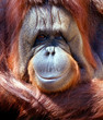 Orangutan