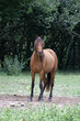 Cheval Cheval