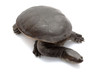 Roti Island Snake-necked Turtle Roti Island Snake-necked Turtle