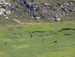 Pozzines du lac de Nino, Corse Pozzines du lac de Nino, Corse