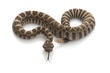 Northern Pacific Rattlesnake Northern Pacific Rattlesnake