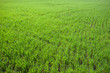 Photo: Spring landscape Spring landscape