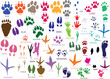 Vector paw prints of animals and birds