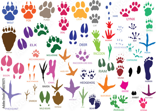 Vector: Vector paw prints of animals and birds Vector paw prints of animals and birds