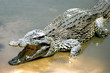 Krokodil
