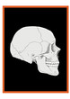 Vektor: Die Anatomie des Kopfes Die Anatomie des Kopfes