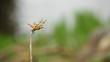 Bug on a Twig