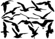 Variety flying sea-gulls vector illustration Variety flying sea-gulls vector illustration