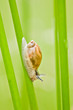 snail