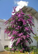Maison au bougainvillier Maison au bougainvillier