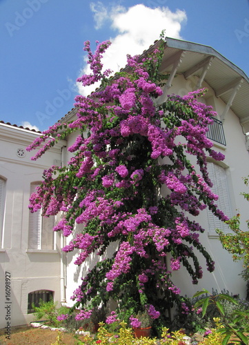 Maison au bougainvillier